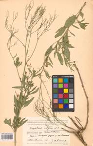 Гулявник волжский M.Bieb. ex E.Fourn., Восточная Европа (без точных пунктов) (E0)