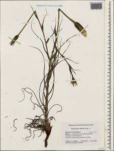 Козлобородник сомнительный Scop., Крым (KRYM) (Россия)