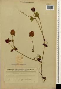 Клевер луговой L., Кавказ, Азербайджан (K6) (Азербайджан)