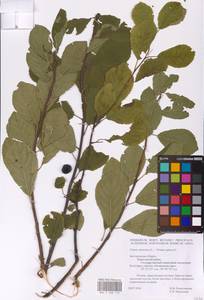 Prunus domestica × spinosa, Восточная Европа, Центральный лесостепной район (E6) (Россия)