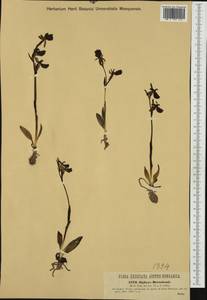 Ophrys bertolonii Moretti, Западная Европа (EUR) (Италия)