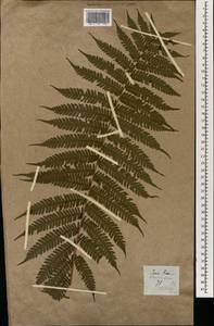 Cyathea contaminans (Wall. ex Hook.) Copel., Зарубежная Азия (ASIA) (Филиппины)