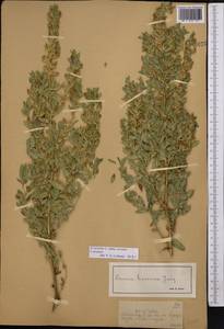 Стальник полевой L., Средняя Азия и Казахстан, Джунгарский Алатау и Тарбагатай (M5) (Казахстан)