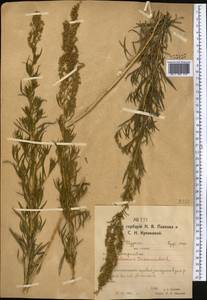 Полынь эстрагон L., Средняя Азия и Казахстан, Северный и Центральный Казахстан (M10) (Казахстан)