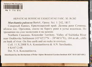 Marchantia paleacea Bertol., Гербарий мохообразных, Мхи - Северный Кавказ и Предкавказье (B12) (Россия)