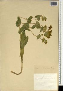 Bupleurum lophocarpum Boiss. & Balansa, Зарубежная Азия (ASIA) (Турция)