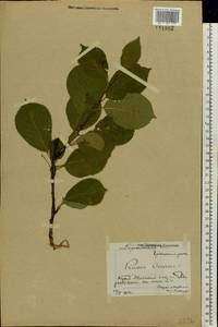 Prunus cerasus subsp. cerasus, Восточная Европа, Центральный лесостепной район (E6) (Россия)
