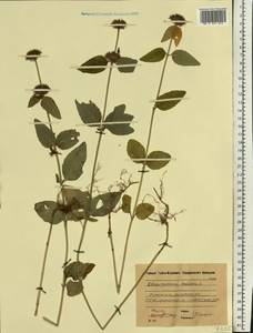 Пахучка обыкновенная L., Восточная Европа, Московская область и Москва (E4a) (Россия)