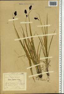 Carex caucasica subsp. caucasica, Сибирь, Прибайкалье и Забайкалье (S4) (Россия)