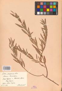 Ива джунгарская Andersson, Средняя Азия и Казахстан, Сырдарьинские пустыни и Кызылкумы (M7) (Казахстан)