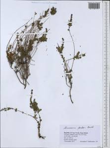 Micromeria forbesii Benth., Африка (AFR) (Кабо-Верде)