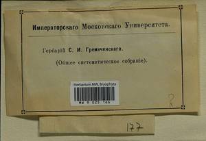 Bucklandiella heterosticha (Hedw.) Bedn.-Ochyra & Ochyra, Гербарий мохообразных, Мхи (без точных пунктов) (B0)