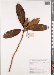 Theaceae, Зарубежная Азия (ASIA) (Вьетнам)