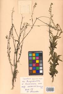 Camelina microcarpa subsp. pilosa (DC.) Jáv., Сибирь, Дальний Восток (S6) (Россия)