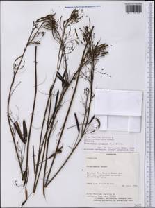 Desmanthus virgatus (L.)Willd., Америка (AMER) (Парагвай)