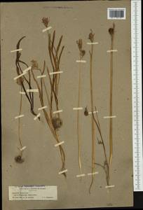 Hyacinthoides non-scripta (L.) Chouard ex Rothm., Западная Европа (EUR) (Франция)
