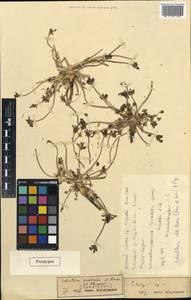 Шульция простертая Pimenov & Kljuykov, Средняя Азия и Казахстан, Северный и Центральный Тянь-Шань (M4) (Киргизия)