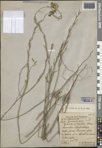 Желтушник стручковый (M.Bieb.) DC., Средняя Азия и Казахстан, Прикаспийский Устюрт и Северное Приаралье (M8) (Казахстан)