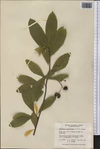 Oemleria cerasiformis (W.L Hooker & Arnott) Landon, Америка (AMER) (Канада)