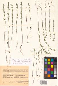 Buglossoides arvensis × rochelii, Восточная Европа, Нижневолжский район (E9) (Россия)