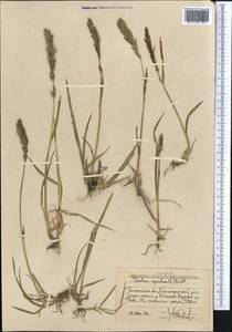 Koeleria spicata (L.) Barberá, Quintanar, Soreng & P.M.Peterson, Средняя Азия и Казахстан, Западный Тянь-Шань и Каратау (M3) (Узбекистан)