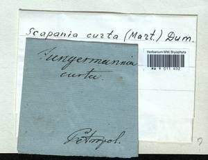 Scapania curta (Mart.) Dumort., Гербарий мохообразных, Мхи (без точных пунктов) (B0)