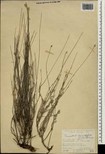 Tanacetum tomentellum (Boiss.) Grierson, Зарубежная Азия (ASIA) (Турция)