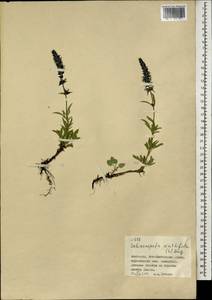 Схизонепета многонадрезная, Рассеченнокотовник многонадрезный (L.) Briq., Монголия (MONG) (Монголия)