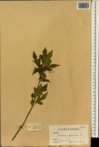 Hibiscus syriacus L., Зарубежная Азия (ASIA) (КНР)
