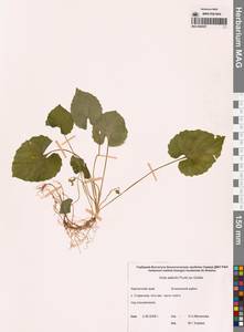 Фиалка Селькирка Pursh ex Goldie, Сибирь, Чукотка и Камчатка (S7) (Россия)