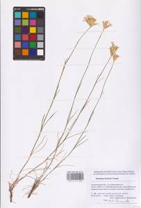 Гвоздика Борбаша Vandas, Восточная Европа, Нижневолжский район (E9) (Россия)