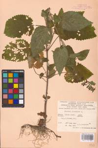 MHA 0 156 082, Чистец лесной L., Восточная Европа, Западно-Украинский район (E13) (Украина)