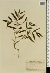 Catharanthus pusillus (Murr.) G. Don, Зарубежная Азия (ASIA) (Индия)