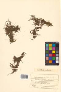 Callitriche palustris subsp. palustris, Сибирь, Дальний Восток (S6) (Россия)