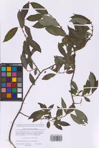 Ива мирзинолистная, Ива чернеющая Salisb., Восточная Европа, Московская область и Москва (E4a) (Россия)