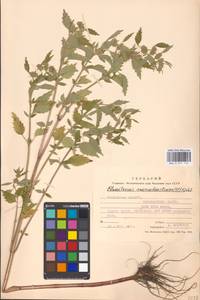 Щетинохвост шандровый (L.) Ehrh. ex Rchb., Восточная Европа, Московская область и Москва (E4a) (Россия)