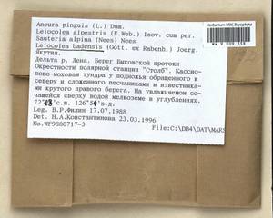 Mesoptychia badensis (Gottsche ex Rabenh.) L. Söderstr. & Váňa, Гербарий мохообразных, Мхи - Якутия (B19) (Россия)