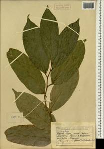 Hiptage, Зарубежная Азия (ASIA) (Индия)