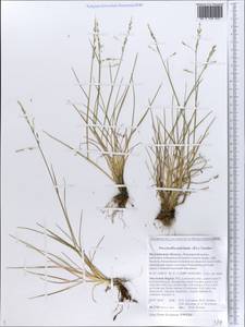 Puccinellia capillaris subsp. pulvinata (Fr.) Tzvelev, Восточная Европа, Северный район (E1) (Россия)