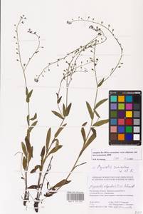 Myosotis alpestris subsp. suaveolens (Waldst. & Kit. ex Willd.) Strid, Восточная Европа, Ростовская область (E12a) (Россия)