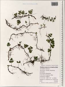 Davallia repens (L. fil.) Kuhn, Зарубежная Азия (ASIA) (Вьетнам)
