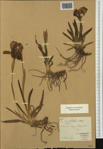 Iris pallida subsp. cengialti (Ambrosi ex A.Kern.) Foster, Западная Европа (EUR) (Швейцария)