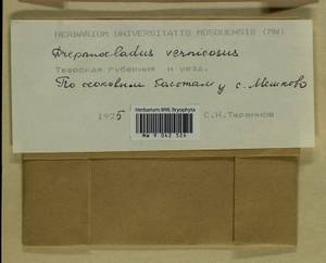 Hamatocaulis vernicosus (Mitt.) Hedenäs, Гербарий мохообразных, Мхи - Центральное Нечерноземье (B6) (Россия)