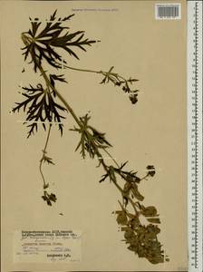 Aconitum variegatum subsp. nasutum (Fischer ex Rchb.) Götz, Кавказ, Северная Осетия, Ингушетия и Чечня (K1c) (Россия)