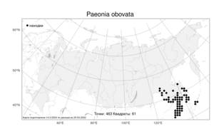 Paeonia obovata, Пион обратнояйцевидный Maxim., Атлас флоры России (FLORUS) (Россия)