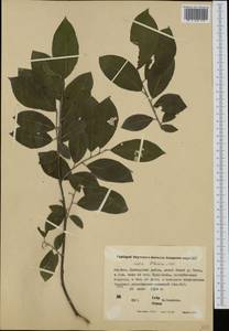 Ива скрытая Laksch., Сибирь, Якутия (S5) (Россия)