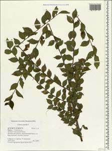 Вяз приземистый, Вяз мелколистный L., Крым (KRYM) (Россия)