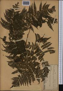 Dennstaedtia davallioides (R. Br.) T. Moore, Австралия и Океания (AUSTR) (Австралия)