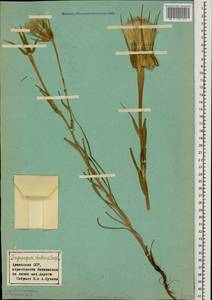 Козлобородник сомнительный Scop., Кавказ, Армения (K5) (Армения)