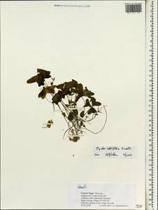 Oxalis latifolia, Зарубежная Азия (ASIA) (Непал)